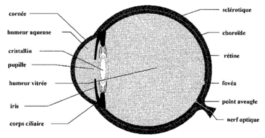 Lentilles minces convergentes, construction de l'image d'un objet et modlisation de l'oeil : image 10