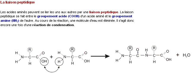 Chimie organique - liaison peptidique