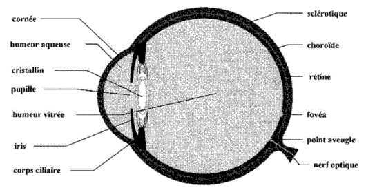 L'oeil humain : image 1