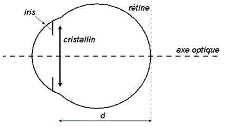 L'oeil humain : image 2