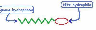 Hydrolyse basique d'un ester, le cas des savons : image 3