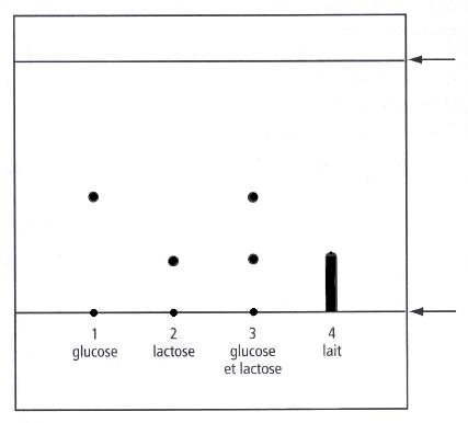 Chromatographie du glucose