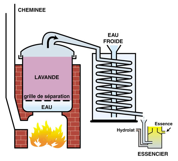 alambic pour lavande