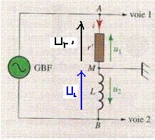 diple (R,L)