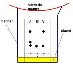 Comparer l\'huile essentielle de lavande et produit de la synthes