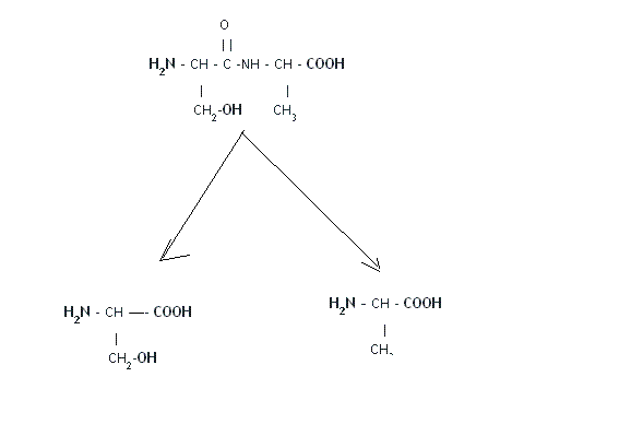 Chimie organique - liaison peptidique