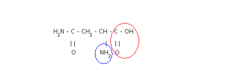 Chimie organique - L\'asparagine