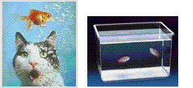 Comme un poisson dans l\'eau