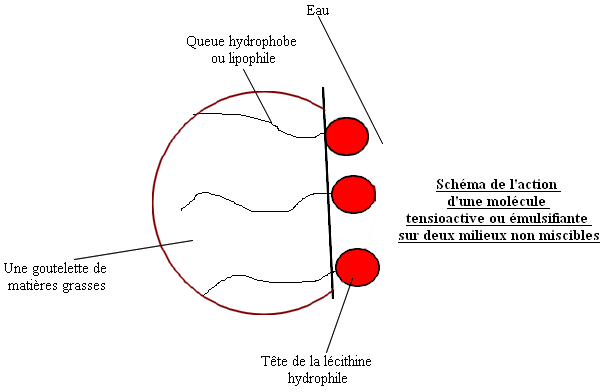 TPE Cuisine molcualre