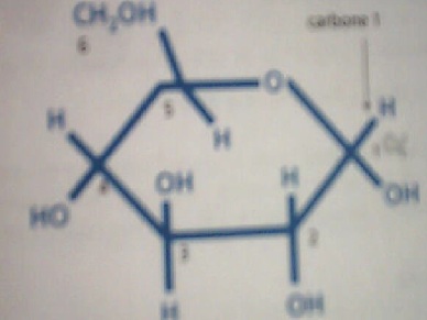 Etude du glycogne