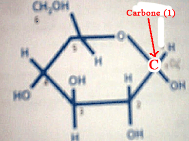 Etude du glycogne