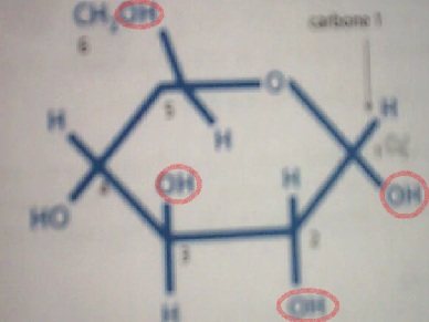 Etude du glycogne