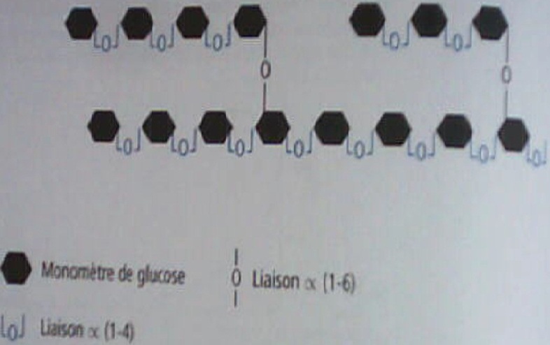 Etude du glycogne