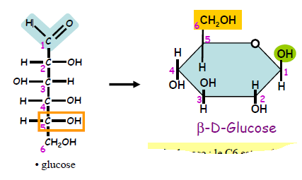 Chimie organique / glucide