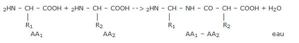 Des acides alpha amins aux dipeptides