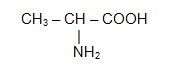 Des acides alpha amins aux dipeptides