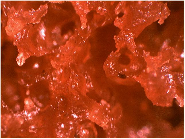 La Chimie dans la Cuisine