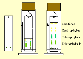 A propos de la Chlorophylle