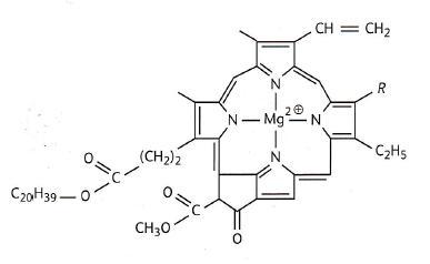 A propos de la Chlorophylle
