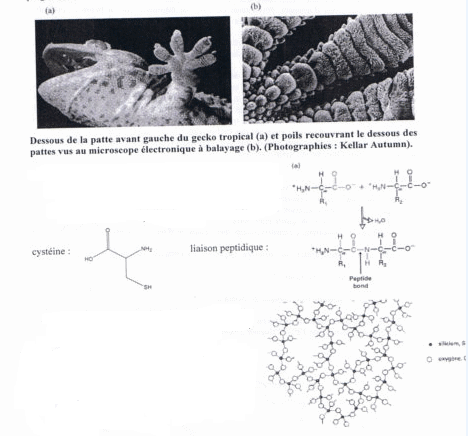 interaction de van der waals, liaison hydrogne