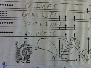 digestion chimique 