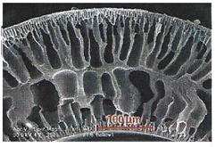 Membrane