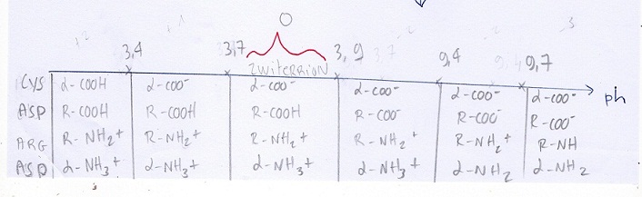 phi peptide