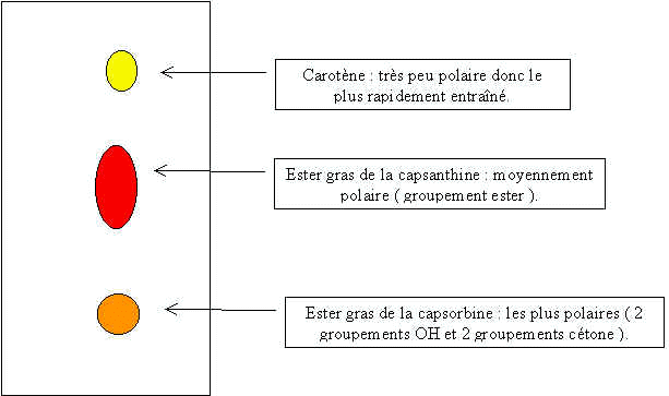 La Chromatographie du paprika