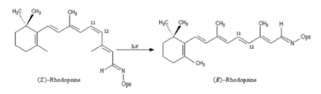 Chimie de la vision