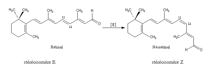 Chimie de la vision