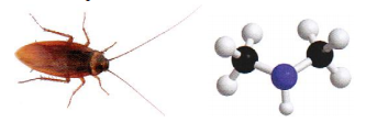 geometrie des molecules