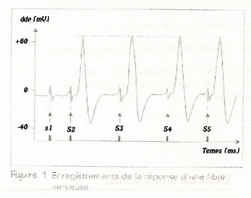 Physiologie neuro-musculaire