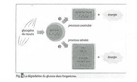 la dgradation du glucose