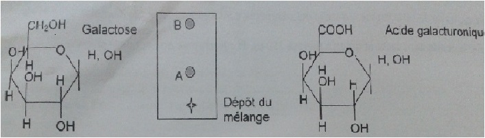 (biochimie) chromatrographie de partage