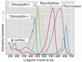 Phycocyanine et Phycorythrine 