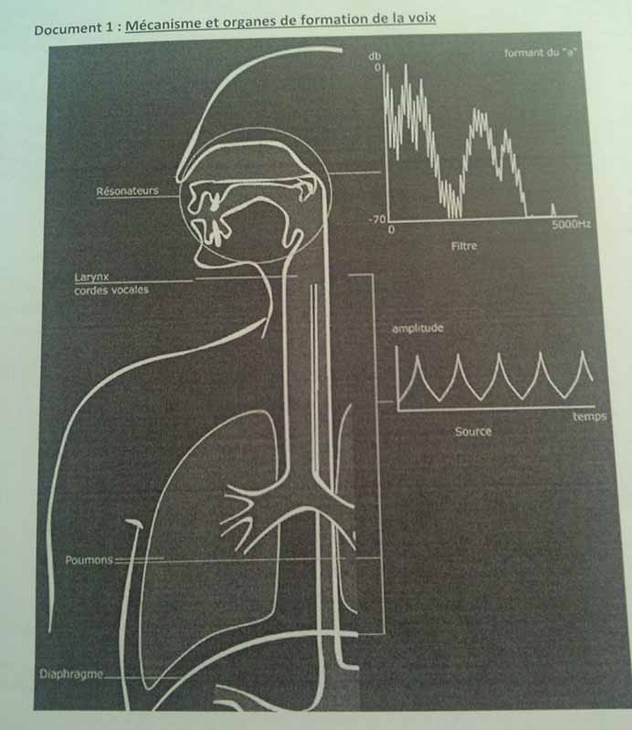 Spcialit physique : Formation de la voix