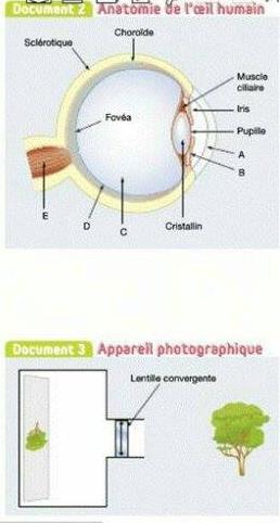 l??il humain