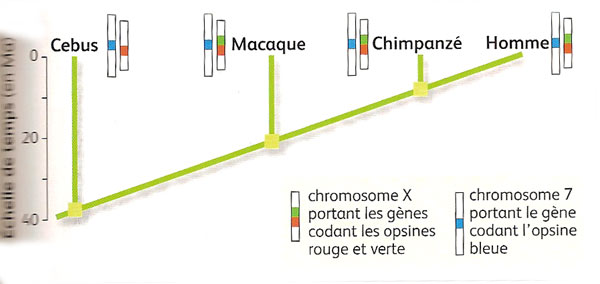 SVT - L\'histoire volutive des opsines PARTIE 1