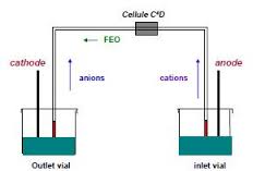 electrophorese