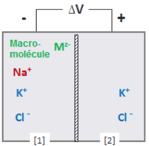 electrophorese