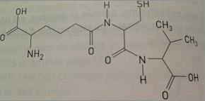 Pnicilline 