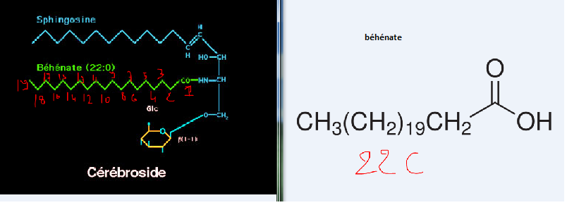 [BIOCHIMIE STRUCTURALE] Crbroside et Ganglioside