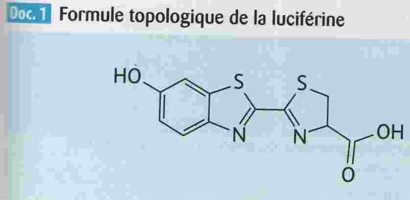 Etude d\'un ver luisant - Partie 2