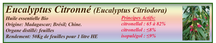 Eucalyptus 