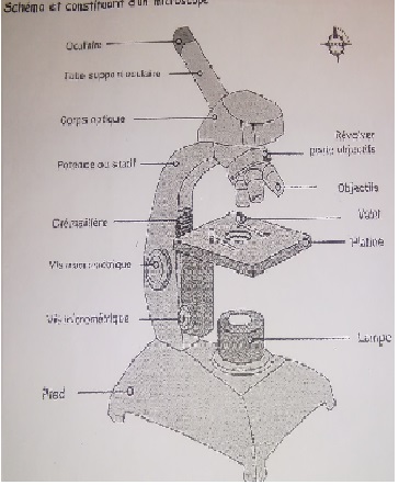La vritable taille d\'une bactrie par le biais d\'un micros