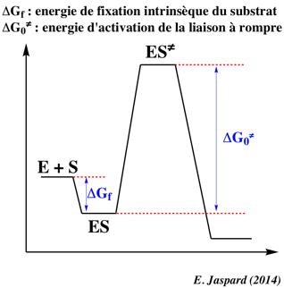 catalyse enzymatique
