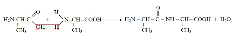 Equation de la raction entre deux molcules d\'alanine