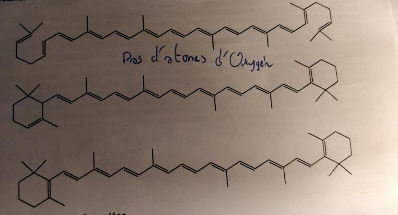 Devoir : Carottes et vision nocturne