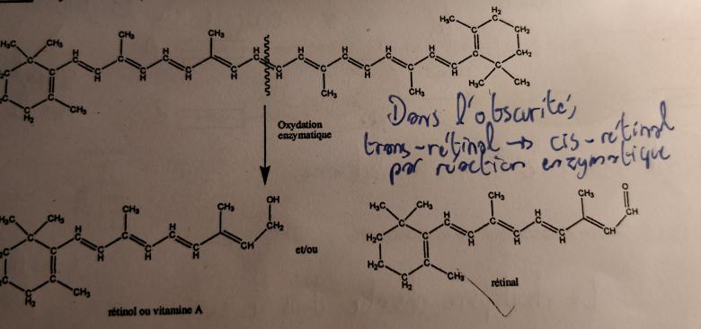 Devoir : Carottes et vision nocturne