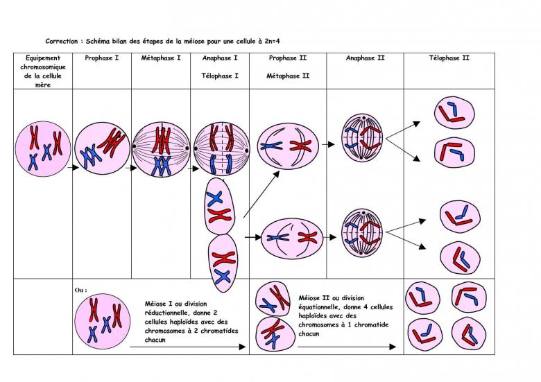 Mecanisme de la division celluleire de la meiose